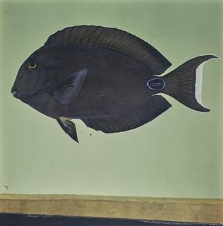 To NMNH Extant Collection (Acanthurus tennentii FIN026051 Slide 120 mm)