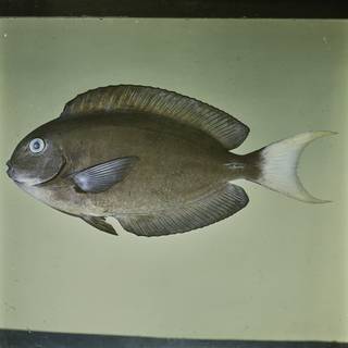 To NMNH Extant Collection (Acanthurus thompsoni FIN026052 Slide 120 mm)