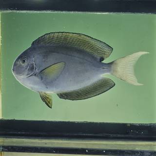To NMNH Extant Collection (Acanthurus thompsoni FIN026053 Slide 120 mm)