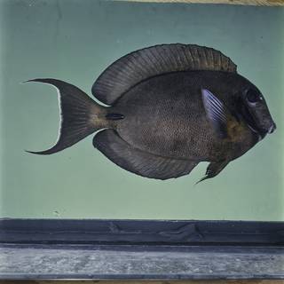 To NMNH Extant Collection (Acanthurus tristis FIN026057 Slide 120 mm)