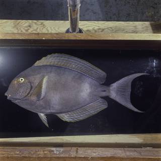 To NMNH Extant Collection (Acanthurus xanthopterus FIN026058 Slide 120 mm)