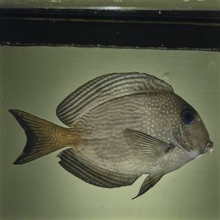 To NMNH Extant Collection (Ctenochaetus marginatus FIN026074 Slide 120 mm)