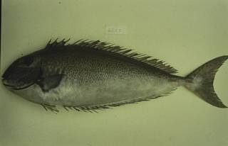To NMNH Extant Collection (Acanthuridae FIN026096 Slide 35 mm)
