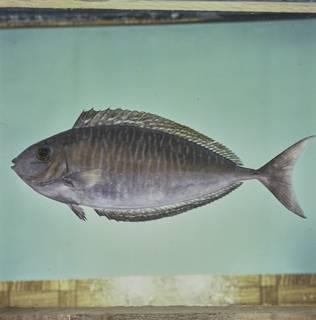 To NMNH Extant Collection (Naso thynnoides FIN026098 Slide 120 mm)