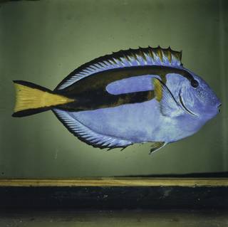 To NMNH Extant Collection (Paracanthurus hepatus FIN026106 Slide 120 mm)