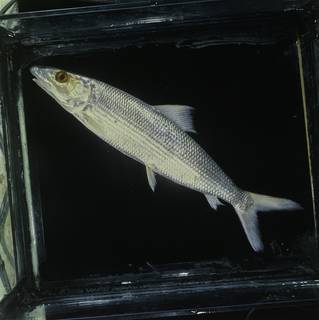 To NMNH Extant Collection (Albula oligolepis FIN026129 Slide 120 mm)