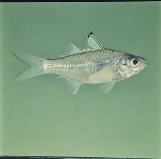 To NMNH Extant Collection (Ambassis natalensis FIN026143 Slide 120 mm)