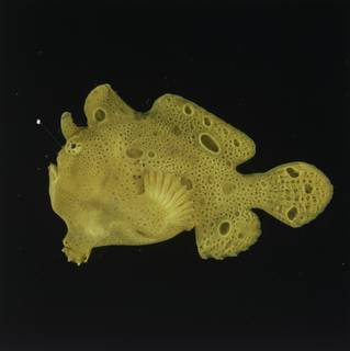 To NMNH Extant Collection (Antennarius commerson FIN026177 Slide 120 mm)