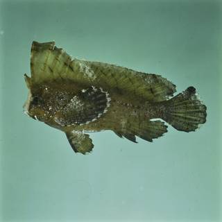 To NMNH Extant Collection (Aplodactylidae FIN026216 Slide 120 mm)