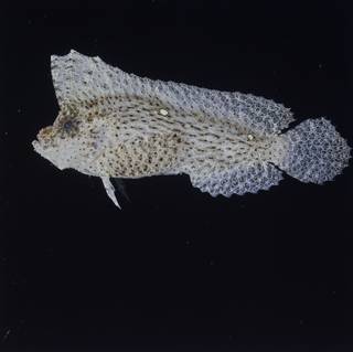 To NMNH Extant Collection (Ablabys FIN026218 Slide 120 mm)