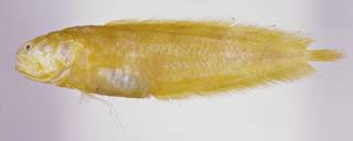 To NMNH Extant Collection (Dinematichthys iluocoeteoides USNM 319898 photograph lateral view)