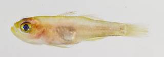 To NMNH Extant Collection (Trimma anaima USNM 321802 photograph lateral view)
