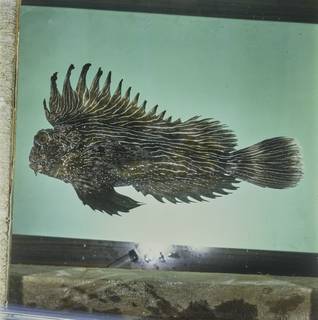 To NMNH Extant Collection (Choridactylus striatus FIN026225 Slide 120 mm)