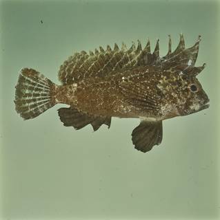 To NMNH Extant Collection (Apistus FIN026226 Slide 120 mm)