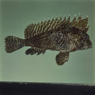 To NMNH Extant Collection (Apistus FIN026227 Slide 120 mm)