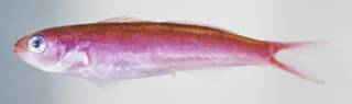 To NMNH Extant Collection (Luzonichthys williamsi USNM 322225 Holotype photograph lateral view)