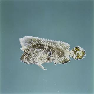 To NMNH Extant Collection (Ptarmus gallus FIN026229 Slide 120 mm)