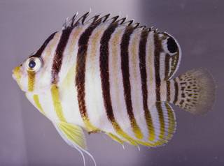 To NMNH Extant Collection (Centropyge multifasciatus USNM 324145 photograph lateral view)