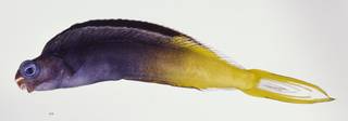 To NMNH Extant Collection (Plagiotremus laudandus USNM 324715 photograph lateral view)