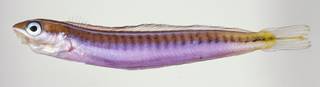 To NMNH Extant Collection (Plagiotremus tapeinosoma USNM 324719 photograph lateral view)
