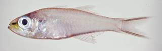 To NMNH Extant Collection (Rhabdamia cypselura USNM 324810 photograph lateral view)