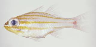 To NMNH Extant Collection (Apogon rubrimacula USNM 324833 Paratype photograph lateral view)