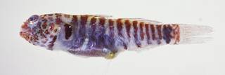 To NMNH Extant Collection (Eviota fasciola USNM 324893 photograph lateral view)