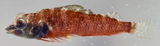 To NMNH Extant Collection (Enneapterygius rhothion USNM 323778 Paratype photograph lateral view)