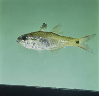 To NMNH Extant Collection (Ostorhinchus flavus FIN026358 Slide 120 mm)