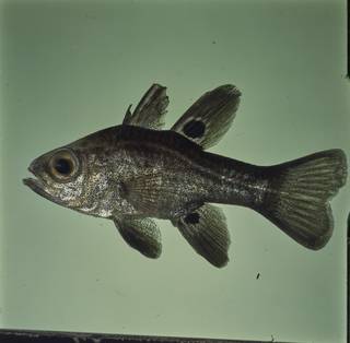 To NMNH Extant Collection (Apogonichthyoides melas FIN026420B Slide 120 mm)