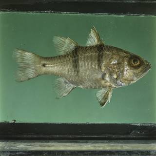To NMNH Extant Collection (Apogonichthyoides pseudotaeniatus FIN026470 Slide 120 mm)