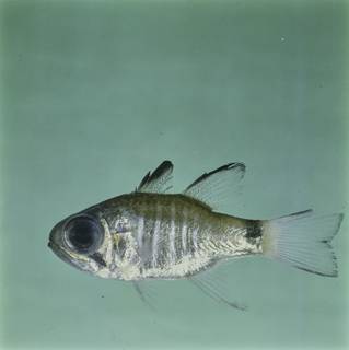 To NMNH Extant Collection (Nectamia zebrinus FIN026534 Slide 120 mm)
