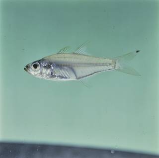 To NMNH Extant Collection (Rhabdamia gracilis FIN026655 Slide 120 mm)