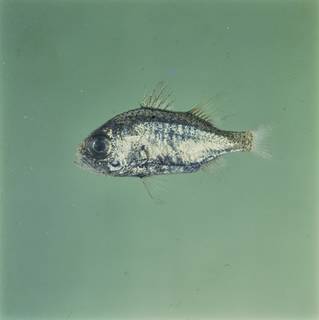 To NMNH Extant Collection (Siphamia tubifer FIN026671 Slide 120 mm)