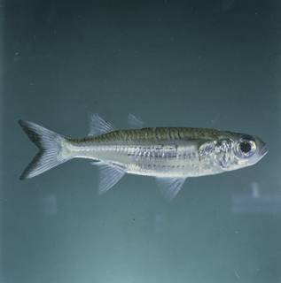 To NMNH Extant Collection (Atherinomorus lineatus FIN026700 Slide 120 mm)