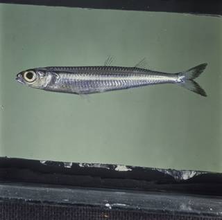 To NMNH Extant Collection (Hypoatherina tropicalis FIN026703 Slide 120 mm)