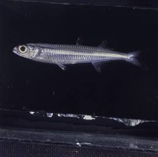 To NMNH Extant Collection (Hypoatherina tropicalis FIN026703B Slide 120 mm)