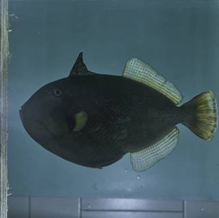 To NMNH Extant Collection (Melichthys indicus FIN026730 Slide 120 mm)