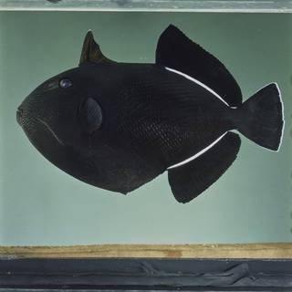 To NMNH Extant Collection (Melichthys indicus FIN026731 Slide 120 mm)