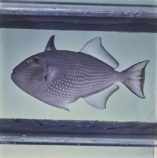 To NMNH Extant Collection (Xanthichthys auromarginatus FIN026769 Slide 120 mm)