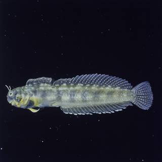 To NMNH Extant Collection (Alloblennius FIN026806B Slide 120 mm)