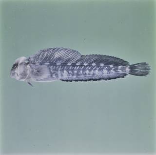 To NMNH Extant Collection (Alticus FIN026810B Slide 120 mm)