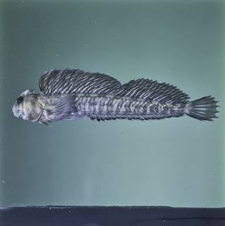 To NMNH Extant Collection (Alticus kirkii FIN026813 Slide 120 mm)