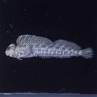 To NMNH Extant Collection (Alticus kirkii FIN026813C Slide 120 mm)