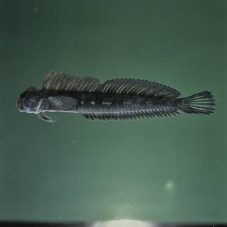 To NMNH Extant Collection (Alticus orientalis FIN026817 Slide 120 mm)