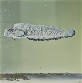 To NMNH Extant Collection (Alticus saliens FIN026818 Slide 120 mm)