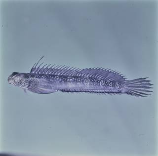 To NMNH Extant Collection (Andamia FIN026819 Slide 120 mm)
