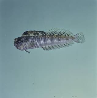 To NMNH Extant Collection (Antennablennius adenensis FIN026823 Slide 120 mm)