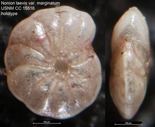 To NMNH Paleobiology Collection (Nonion laevis var. marginatum USNM CC 15516 holotype)
