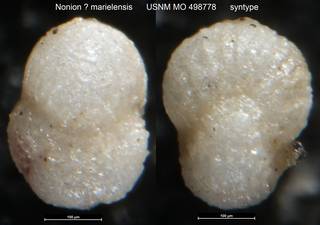 To NMNH Paleobiology Collection (Nonion marielensis USNM MO 498778 syntype)